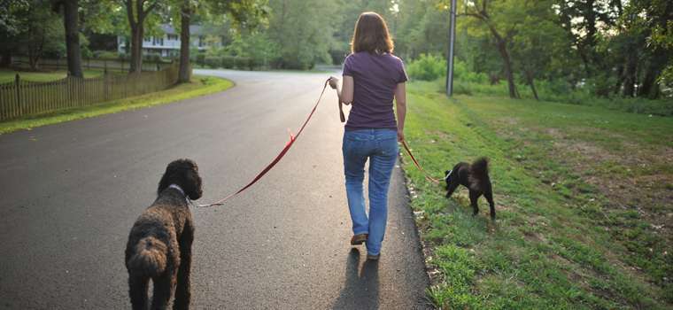 5 maneiras de se exercitar com o seu cão