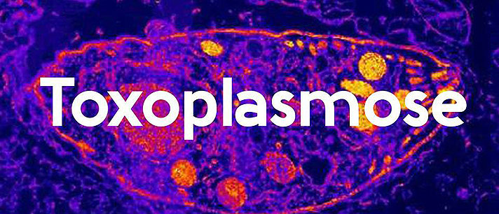 Toxoplasmose: Causas, sintomas e tratamentos!