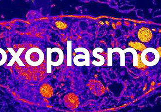 Toxoplasmose: Causas, sintomas e tratamentos!
