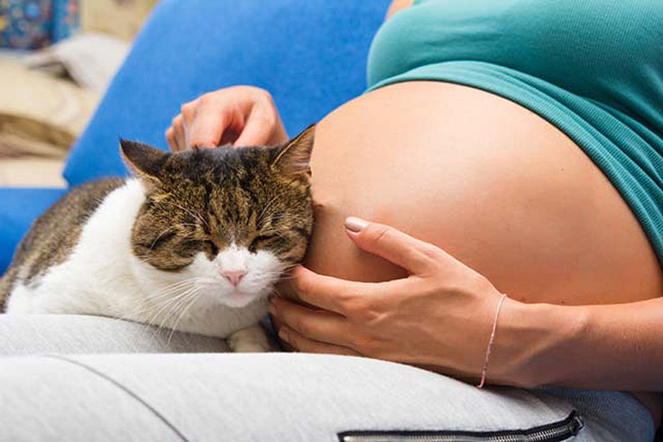 Toxoplasmose na gravidez: prevenção e sintomas